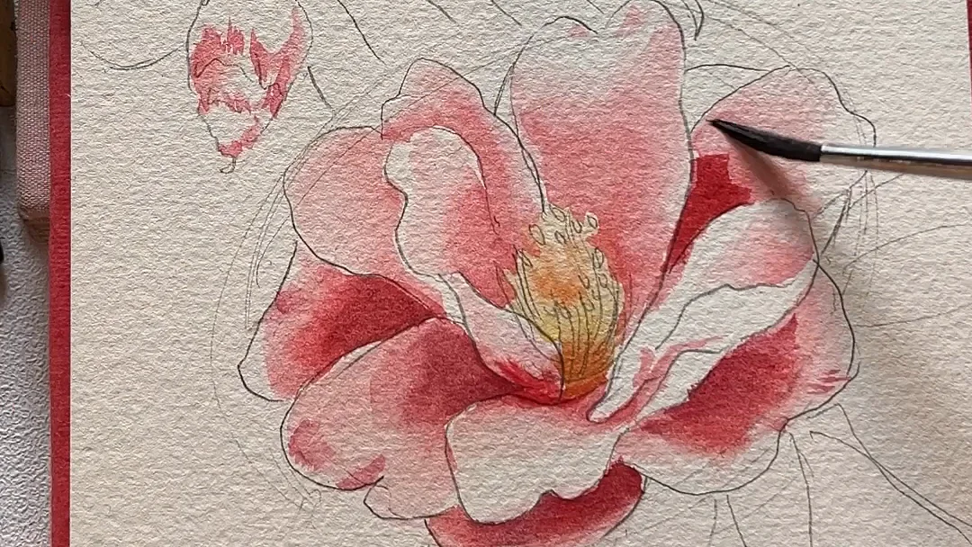 A camellia being painted: first pink washes over the pencil drawing
