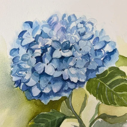 Learner artwork: blue hydrangea flowers in watercolour